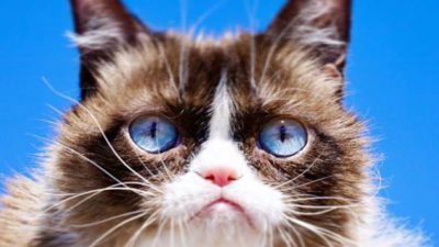 Internet Sensation Grumpy Cat Passes Away At Age 7