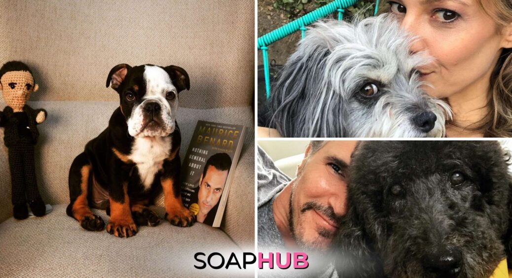 Daytime’s Gone To The Dogs: Your Favorite Soap Stars Pets