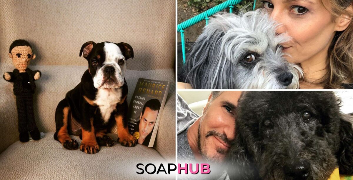 Soap stars dogs with the Soap Hub logo across the bottom.